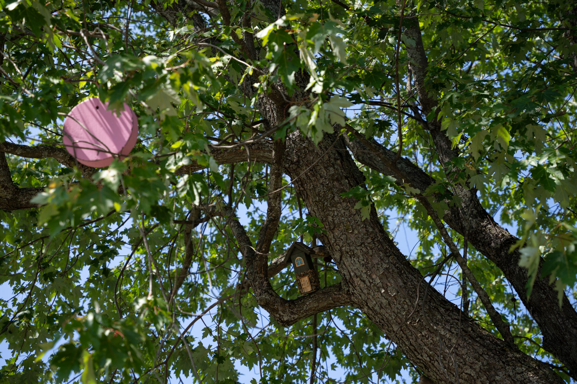 L'Arbre à Paparmanes à Saint-Élie-de-Caxton
