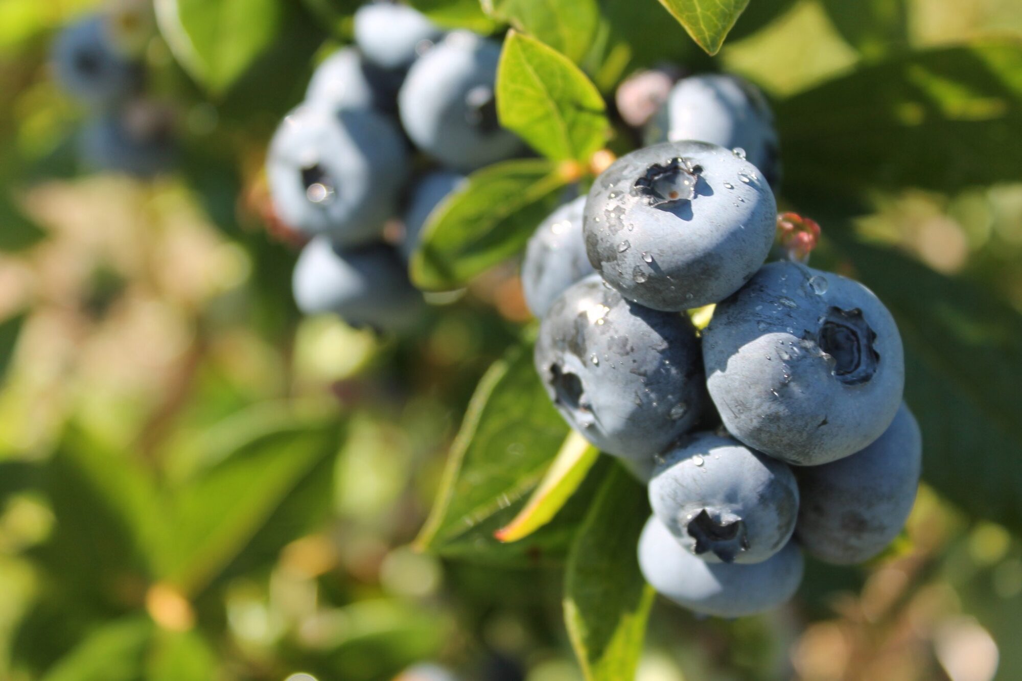 Cueillette de Bleuets