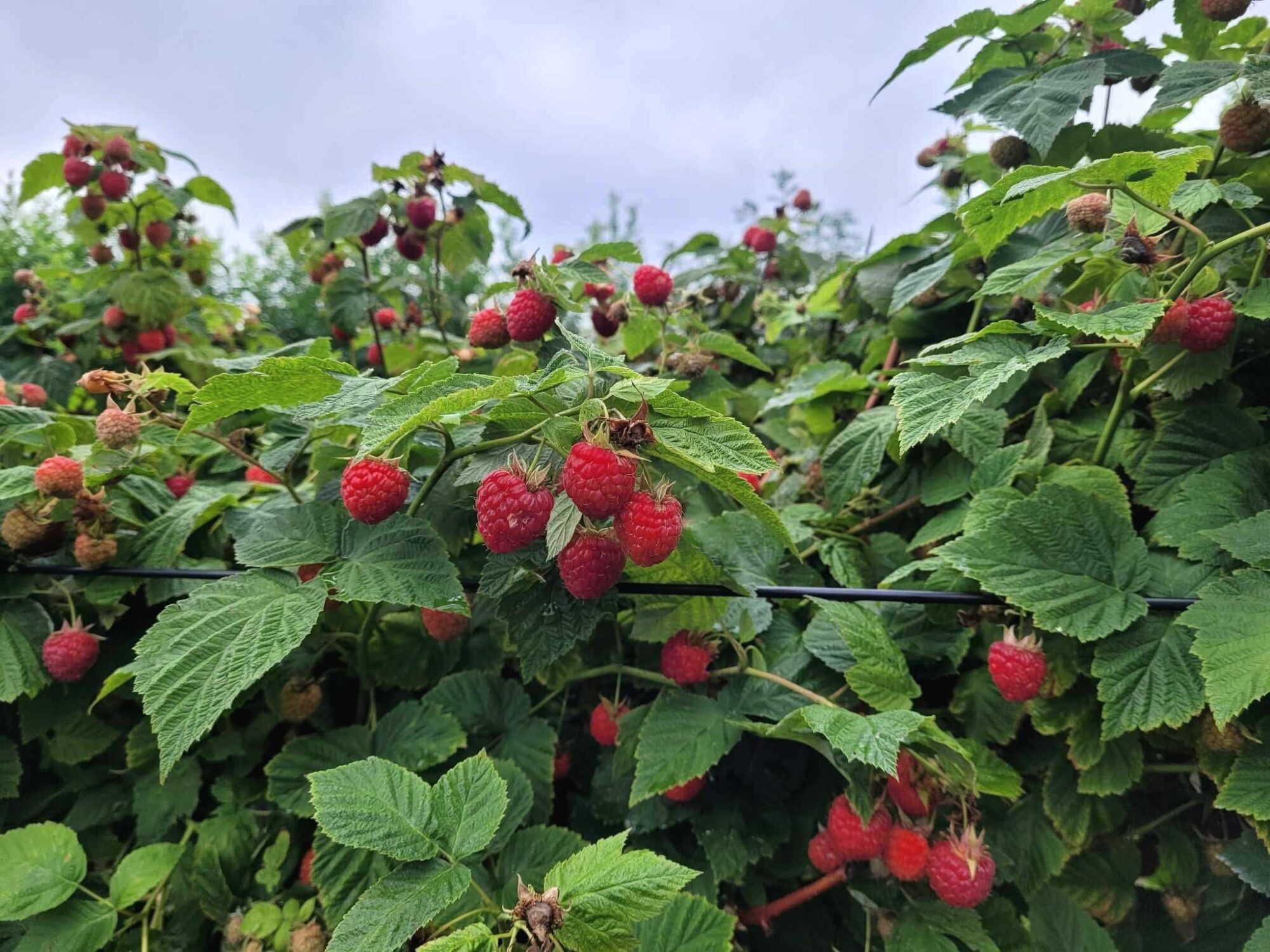 Cueillette de Framboises