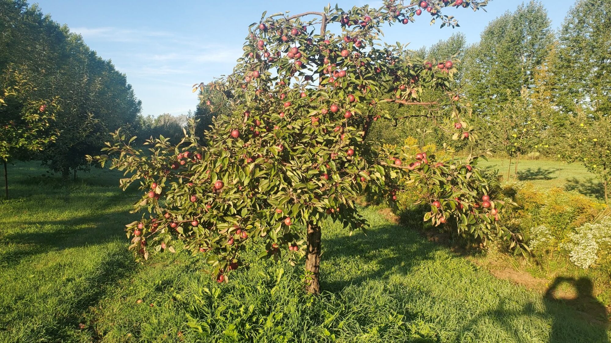 Pommier au Domaine Caron