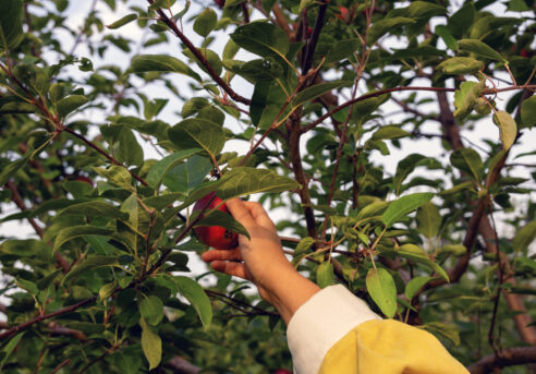 Autocueillette de pommes en Mauricie