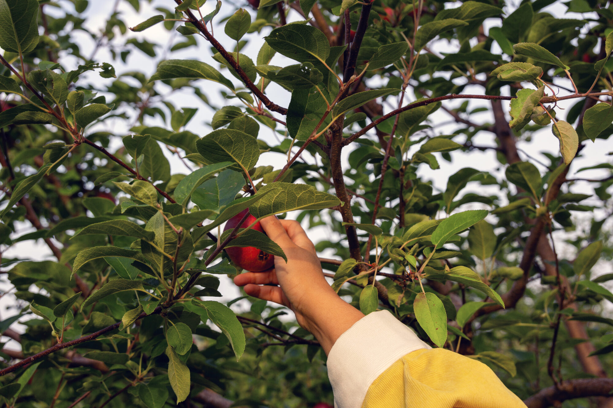 Autocueillette de pommes en Mauricie
