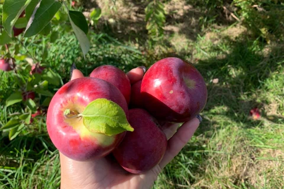 Cueillir des pommes au Verger du Grand