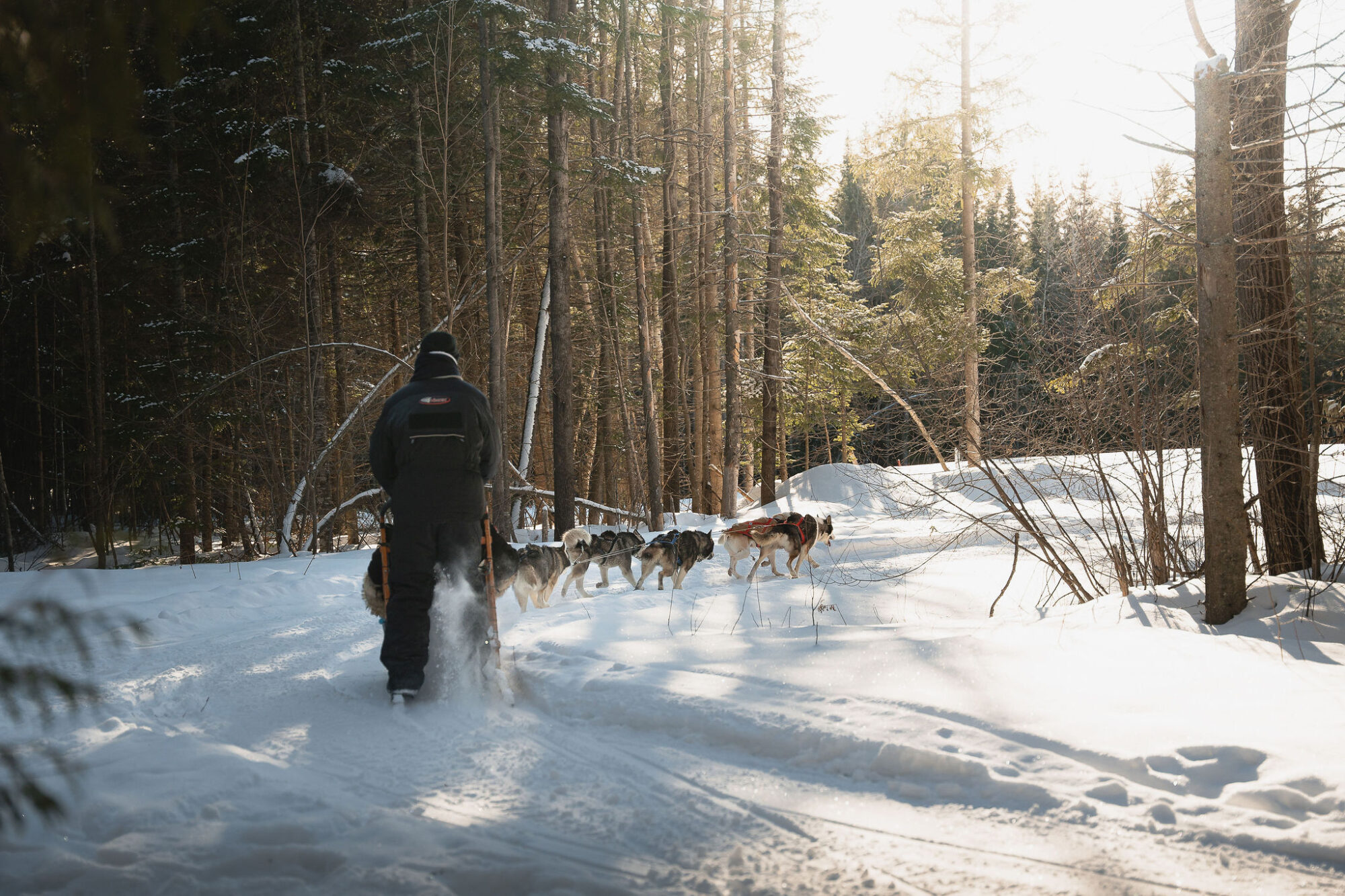 Traîneau à chien à l'Auberge du Lac-a-L'Eau-Claire