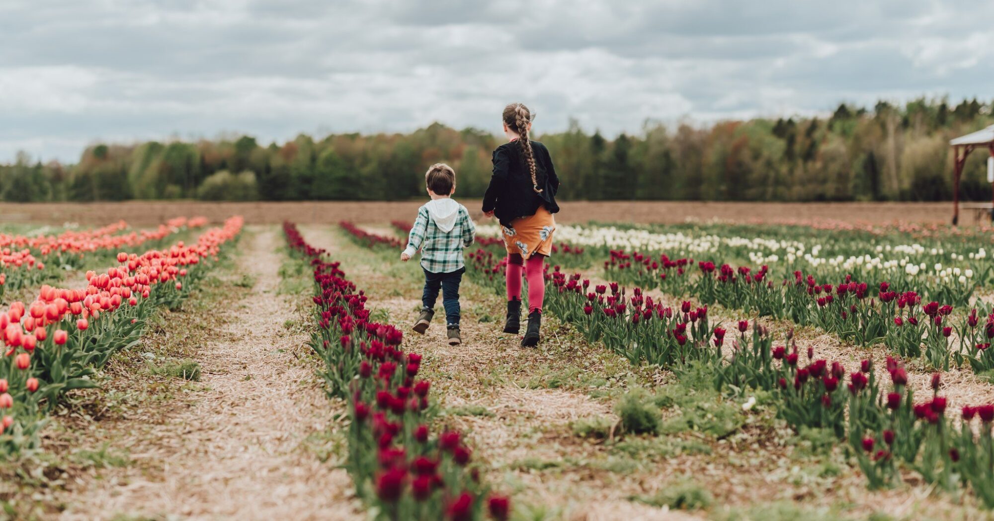 Cueillette de Tulipes à la Ferme Éthier
