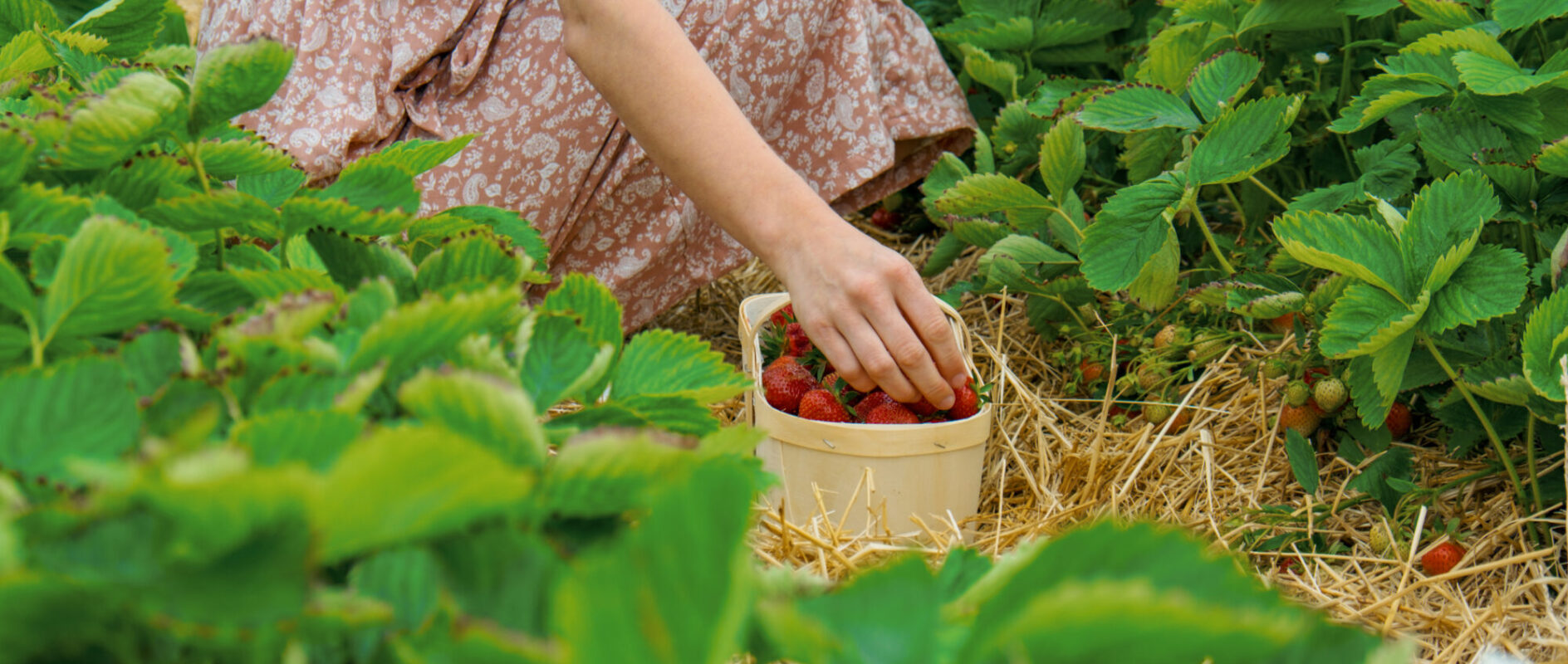 Cueillette de fraises