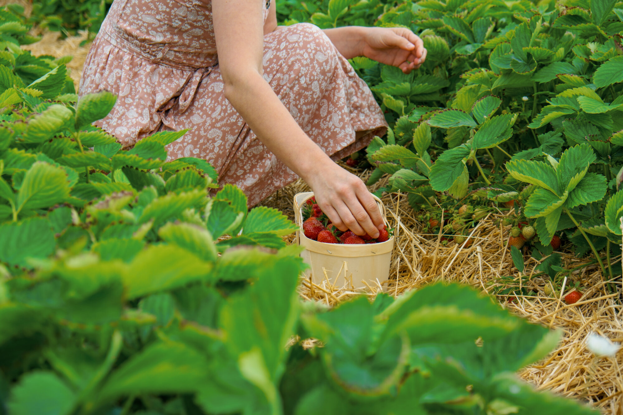 Cueillette de fraises