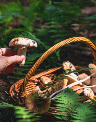 Cueillette de champignons forestiers en Mauricie