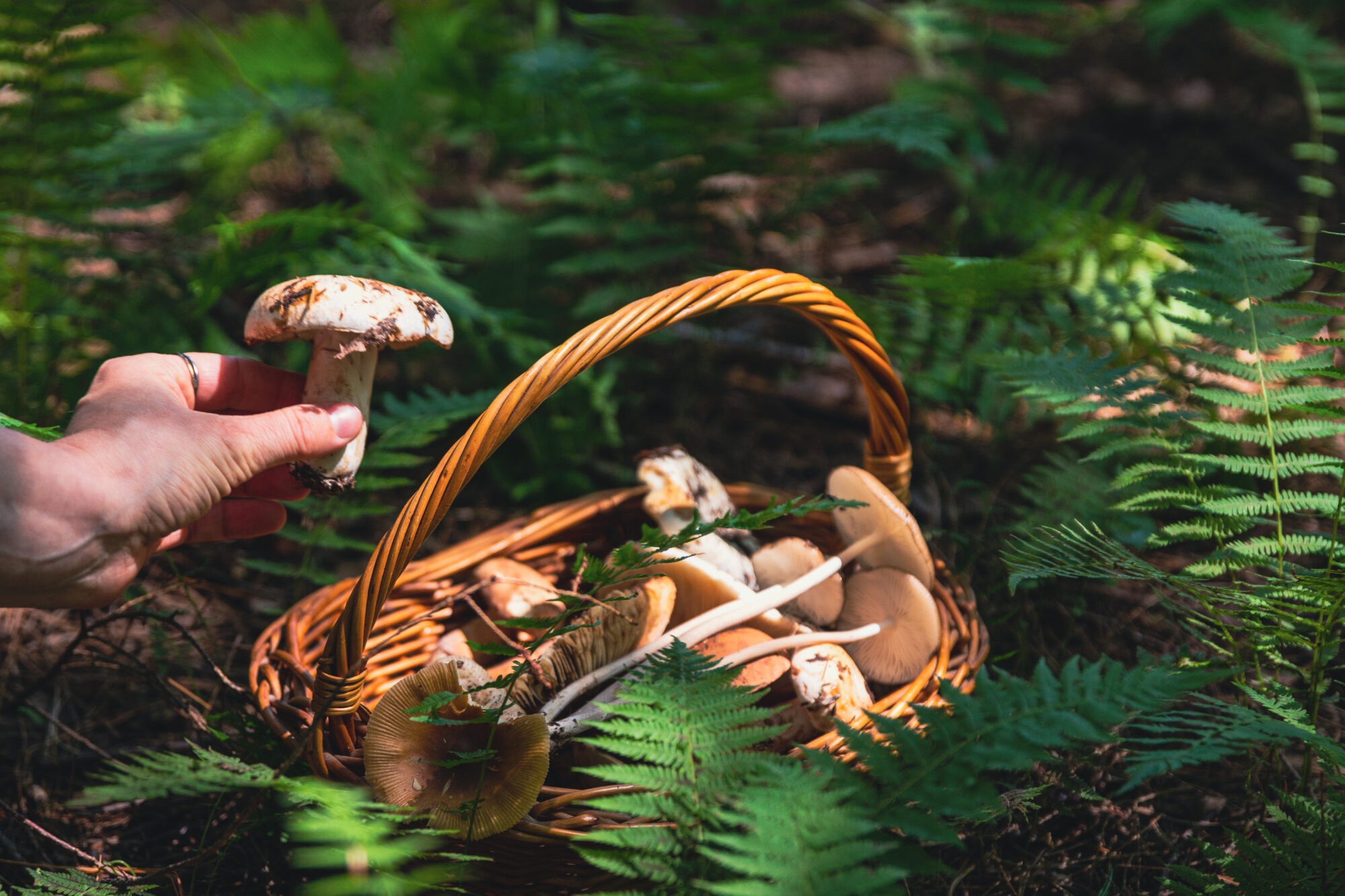 Champignons forestiers en Mauricie