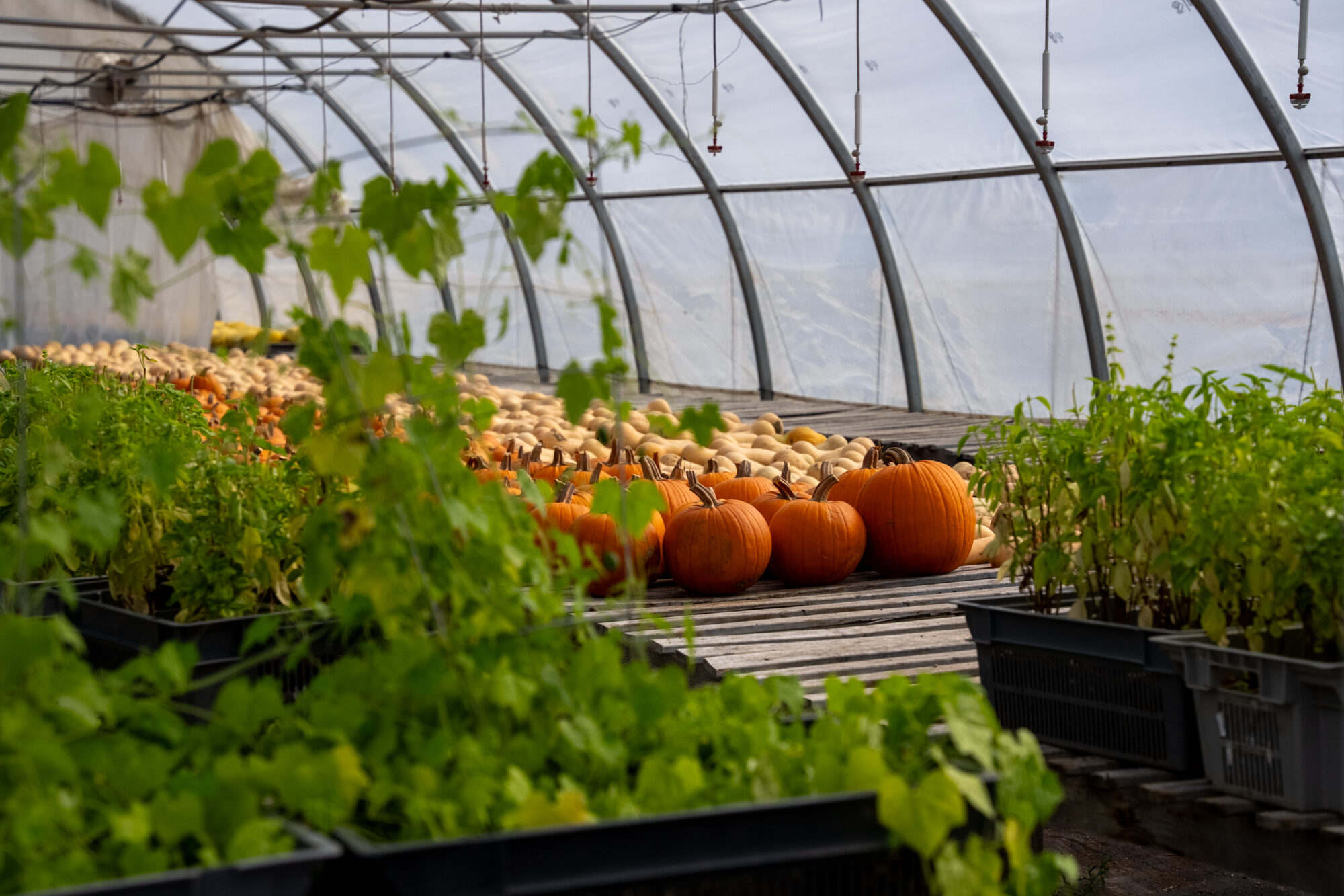 Citrouilles, courges et fines herbes aux Jardins Bio Campanipol