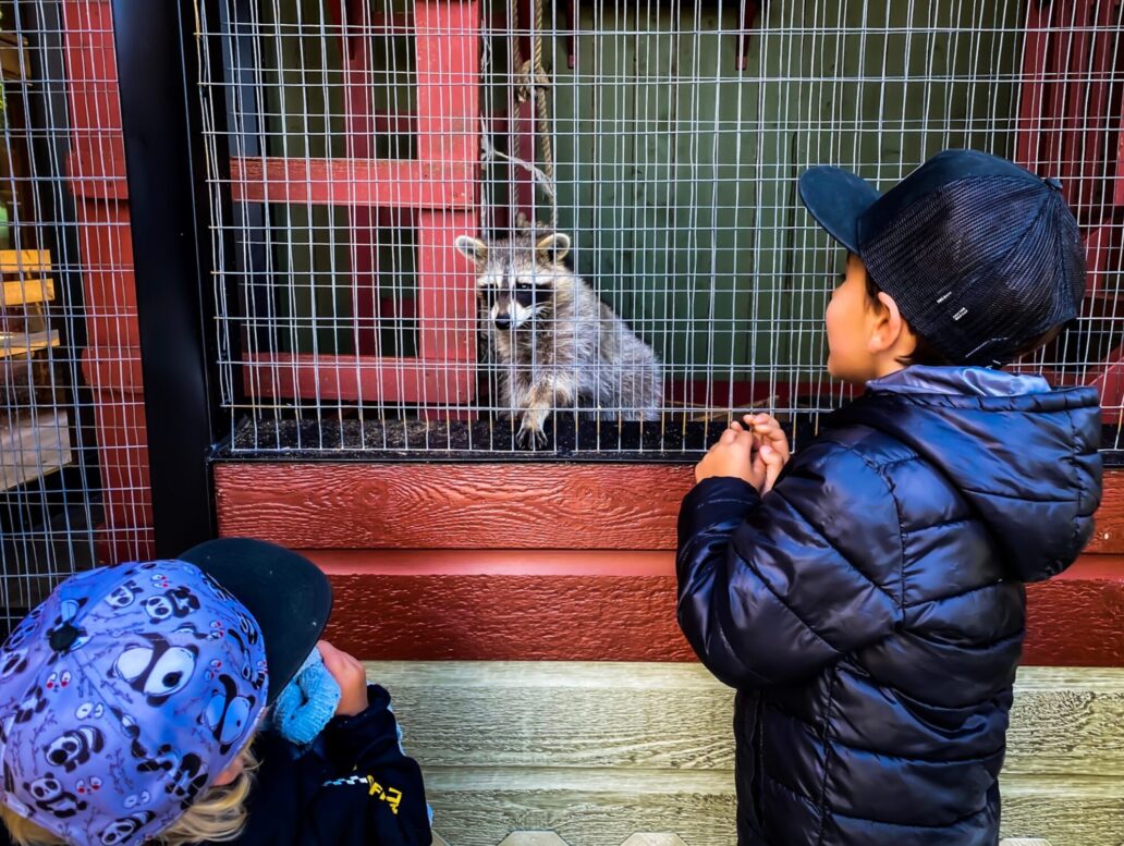 Deux enfants qui observent un raton laveur au Musée de la Biodiversité du Québec