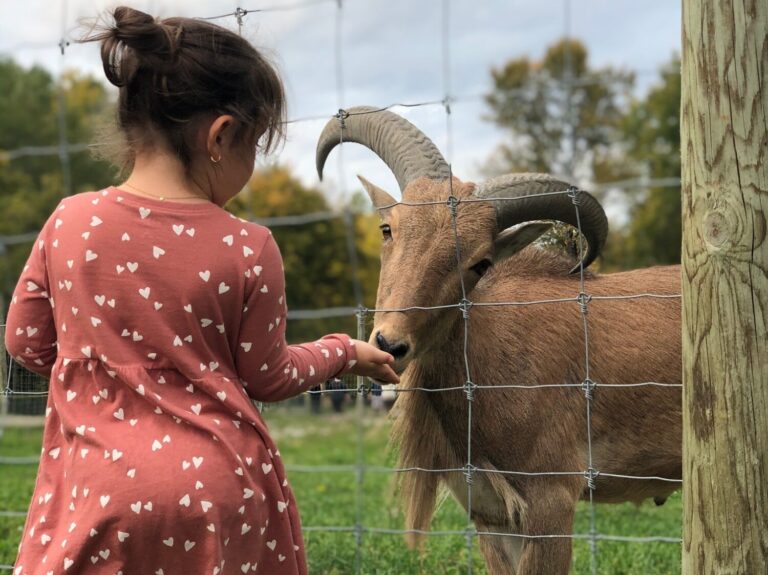 Enfant et animal au Ranch Dupont à Shawinigan