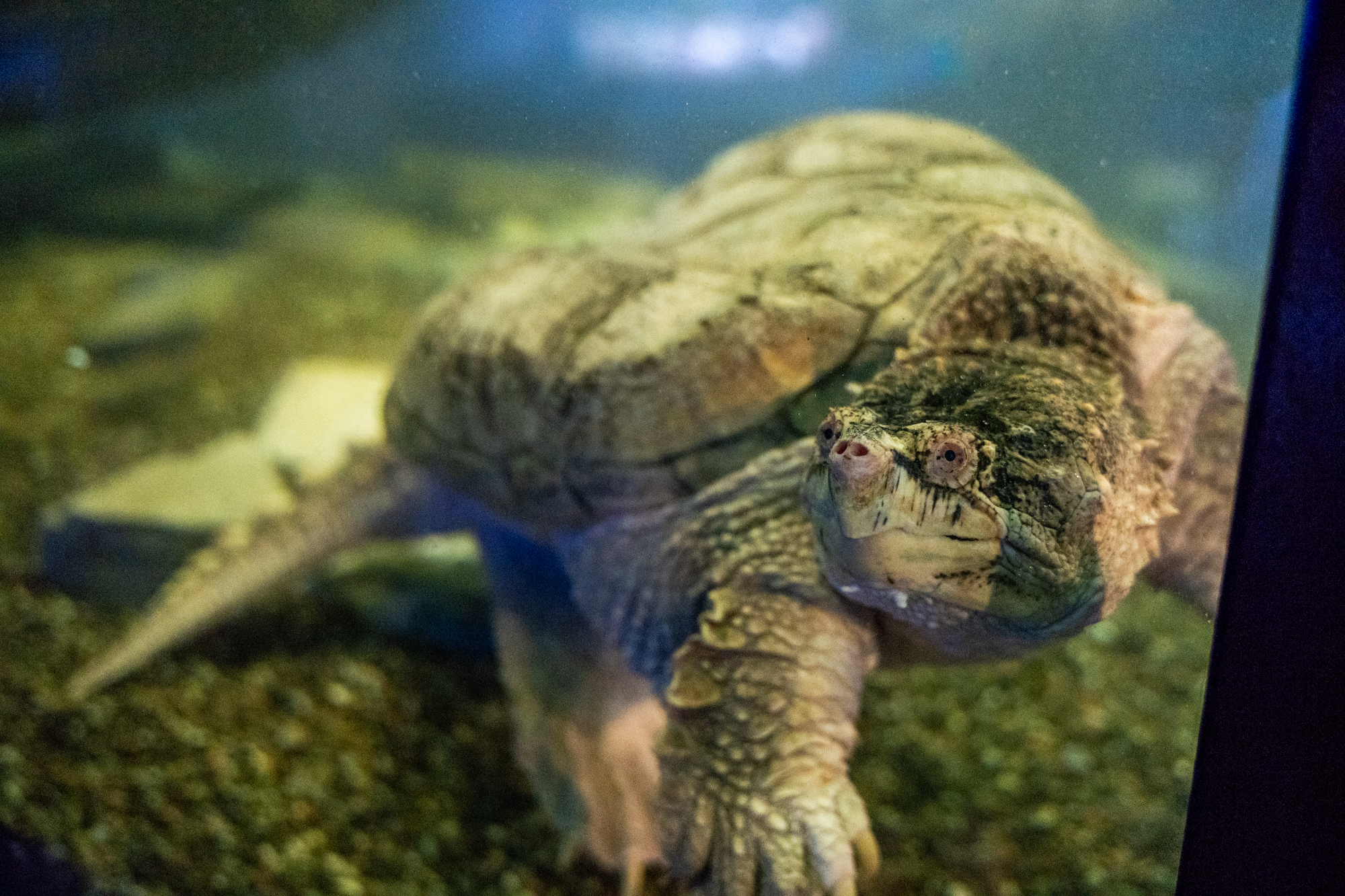 Serpentin, la tortue serpentine du Musée de la Biodiversité du Québec