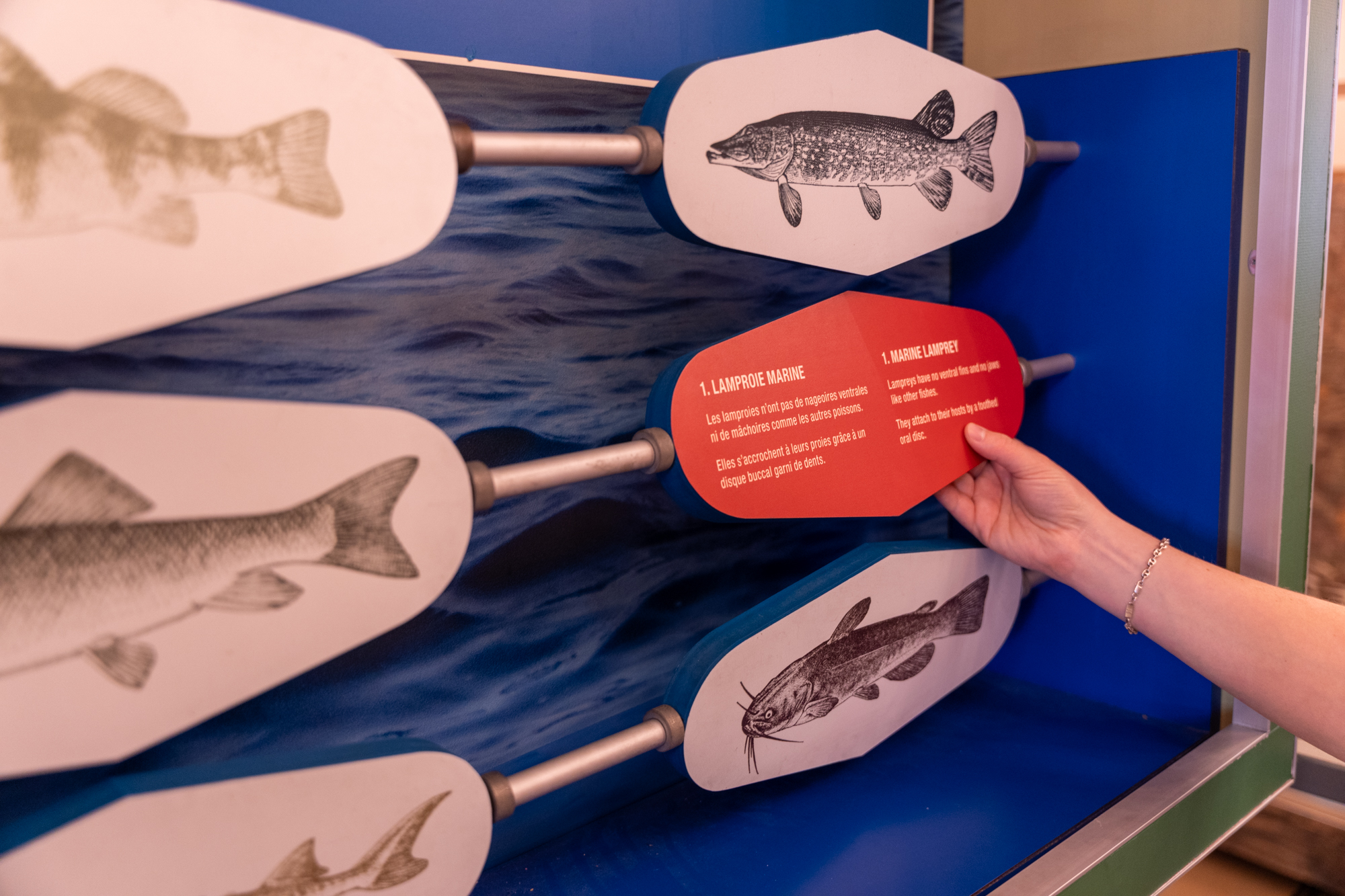 Exposition interactive sur les poissons au Musée de la Biodiversité du Québec à Bécancour