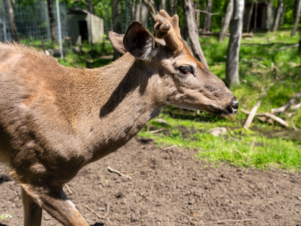 Tiloup, le cerf de virginie au Musée de la Biodiversité du Québec