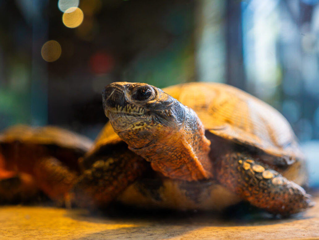 Tortue au Musée de la Biodiversité du Québec