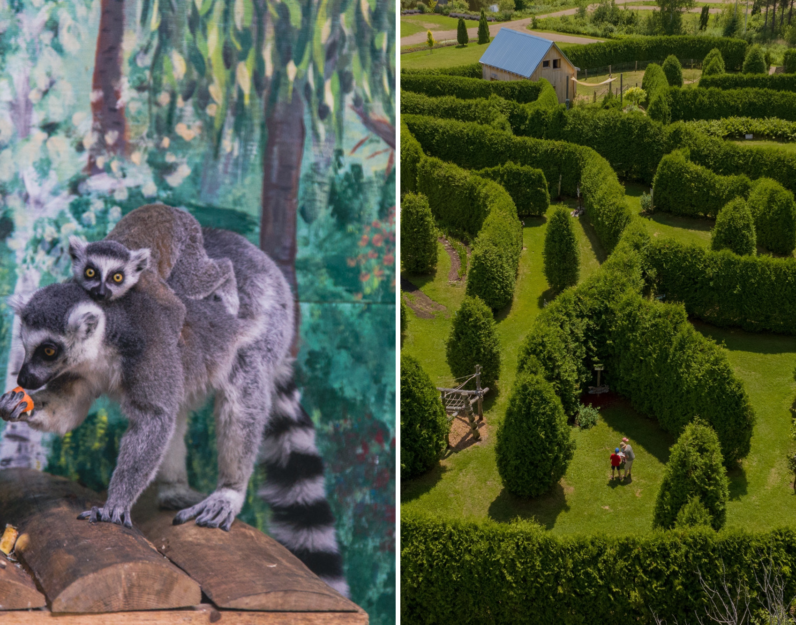 Lémurs au Ranch Dupont, et vue aérienne du Labyrinthe Coureur des Bois
